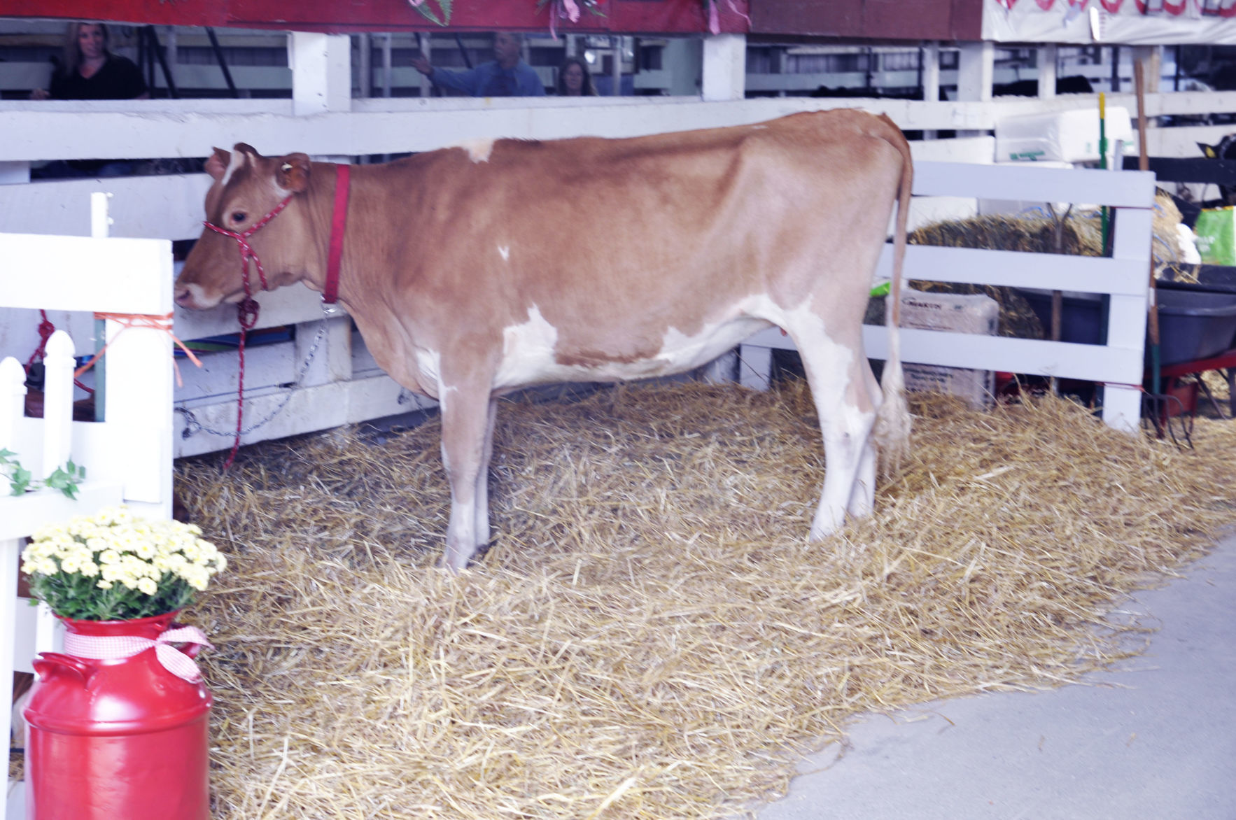 Walworth County Fair 12